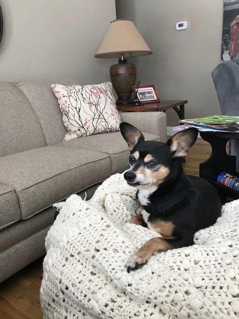 Enlarge Toi, a Adoptable mixed breed in Beloit, WI image 3/6