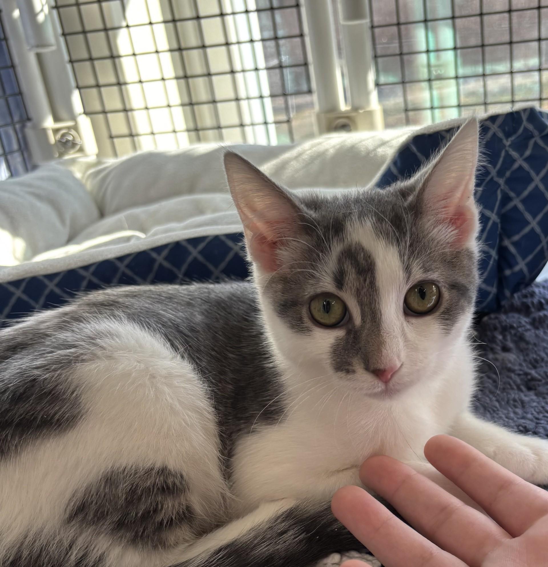 Enlarge Chow Mein, a ADOPTABLE Domestic Short Hair in Altoona, PA image 2/2