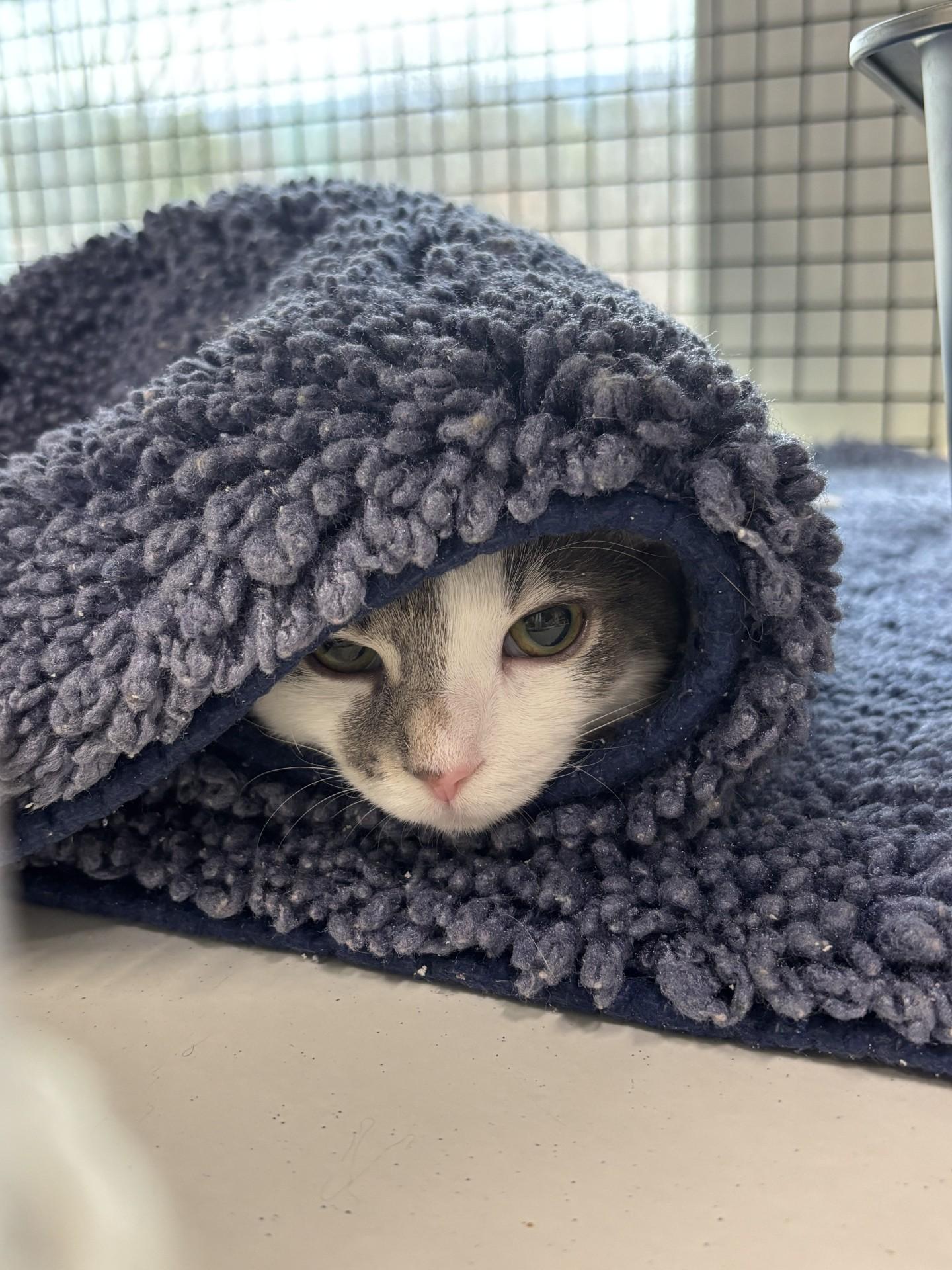 Chow Mein, ADOPTABLE, Young Female Domestic Short Hair.