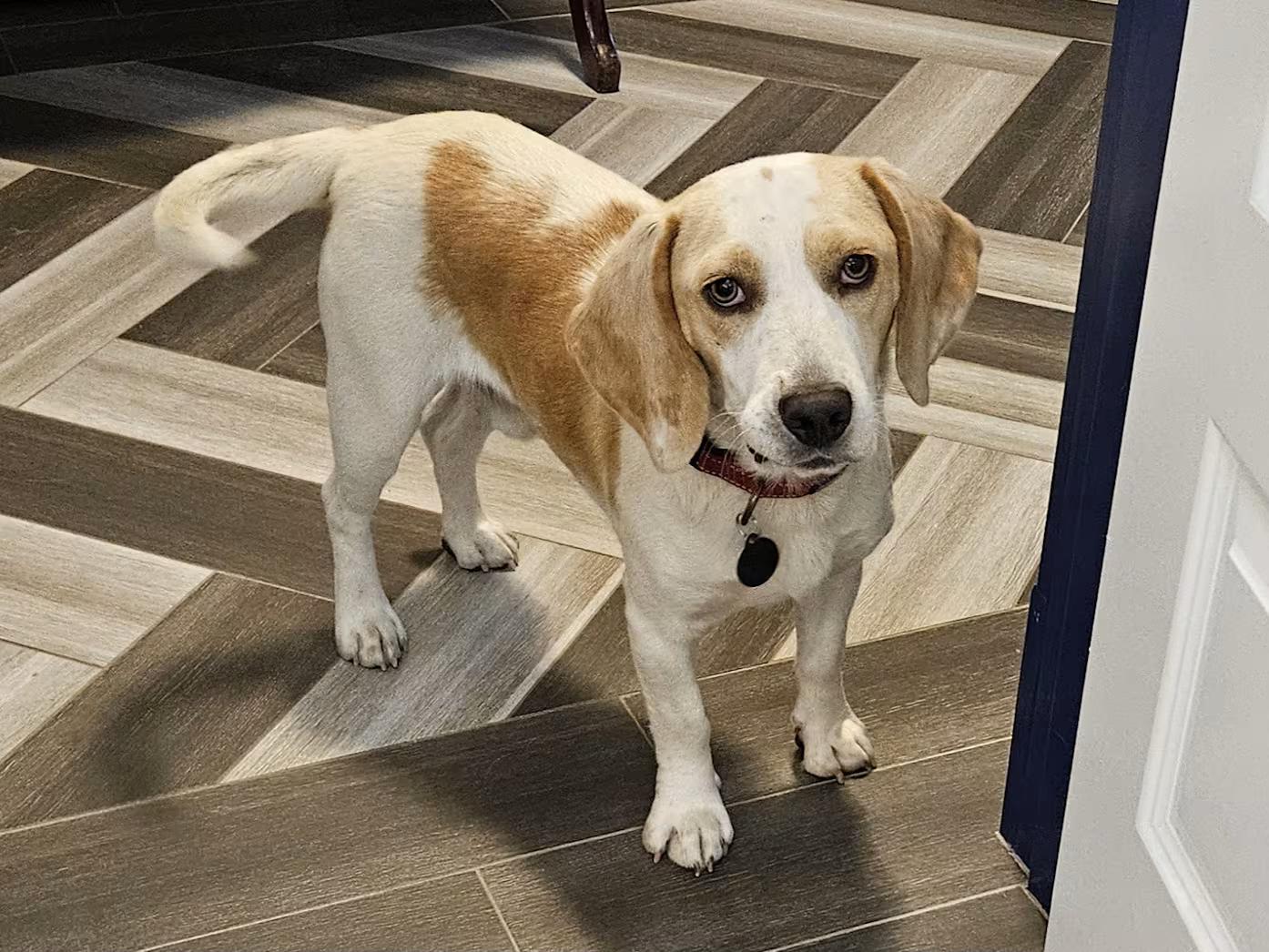 Enlarge Zephyr, an adopted Beagle in Portland, OR image 2/2