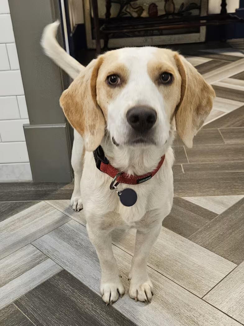 Enlarge Zephyr, an adopted Beagle in Portland, OR image 1/2
