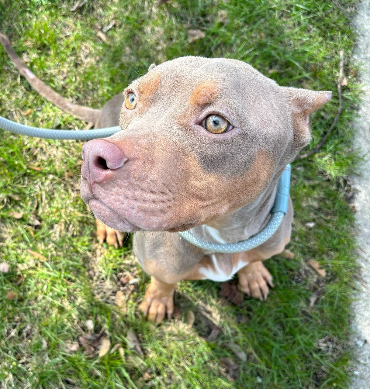 Humphrey, Adoptable, Adult Male Pit Bull Terrier.