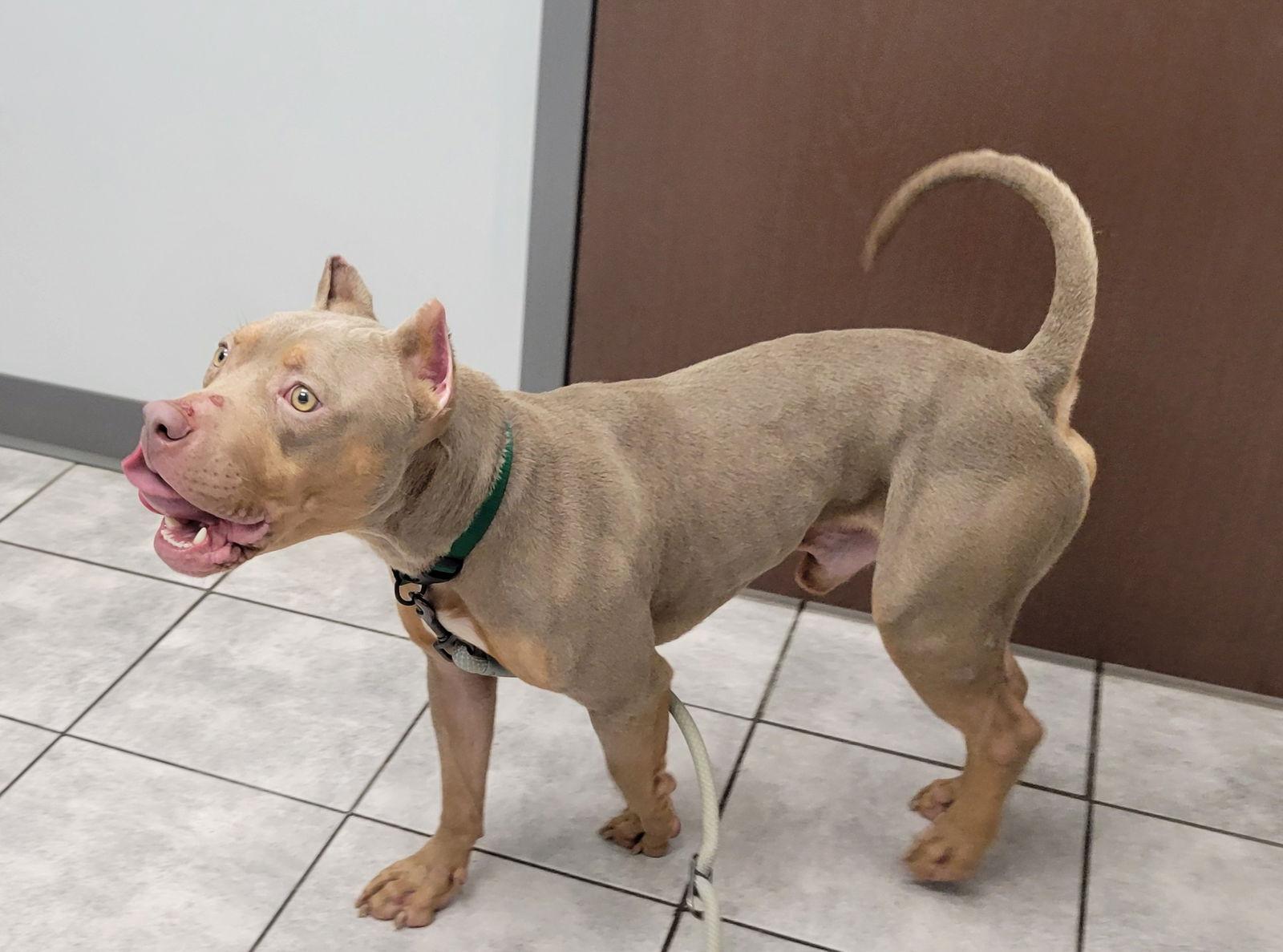 Humphrey, a Adoptable Pit Bull Terrier in Dublin, OH image 2/3