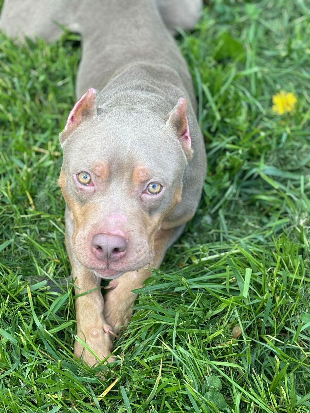 Humphrey, a Adoptable Pit Bull Terrier in Dublin, OH image 3/3