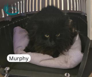 Enlarge Murphy!, a ADOPTABLE Domestic Long Hair in Huntsville, ON image 2/4