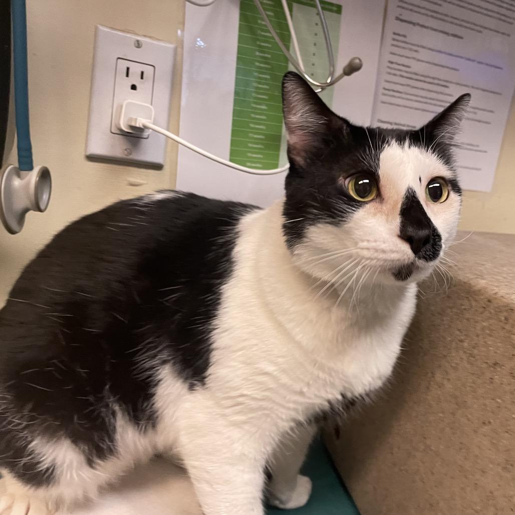 Pilas, Adoptable, Adult Male Domestic Short Hair.