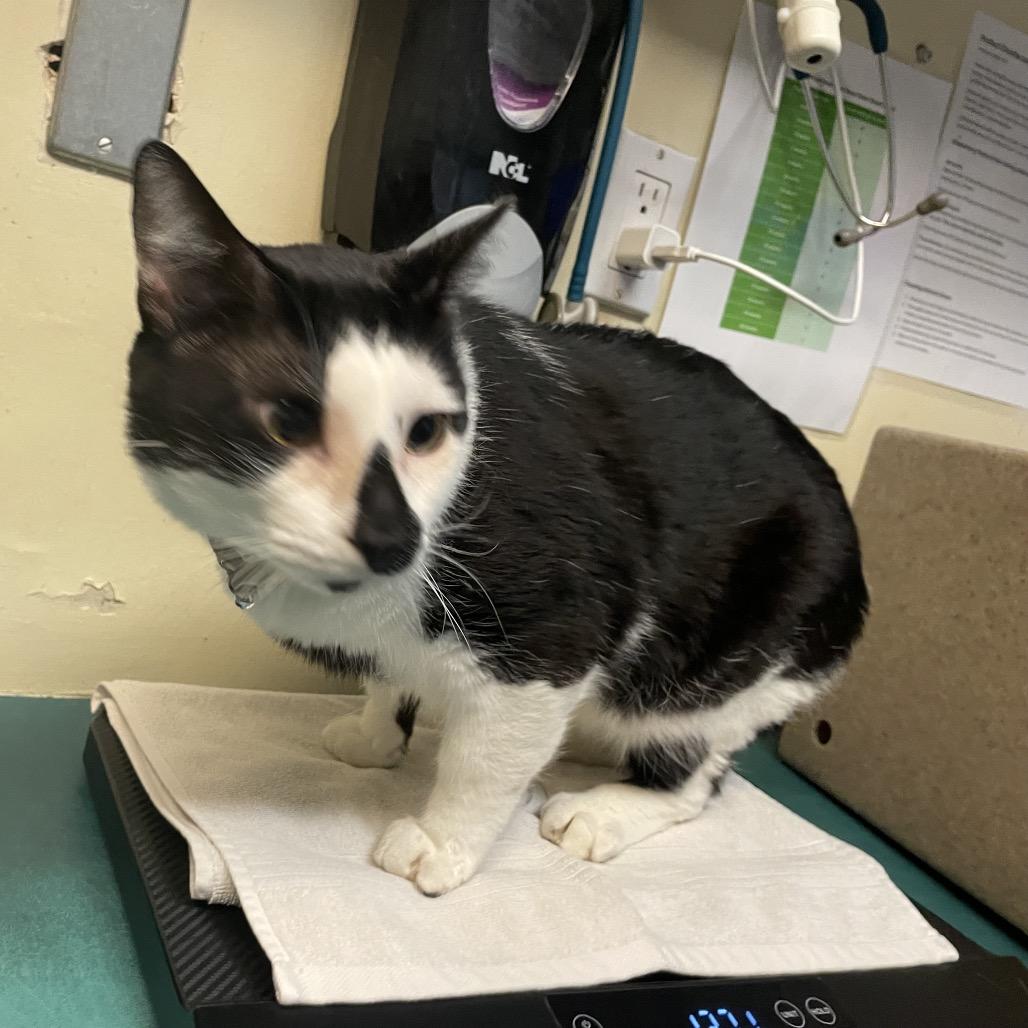 Enlarge Pilas, a Adoptable Domestic Short Hair in Pasadena, CA image 2/2
