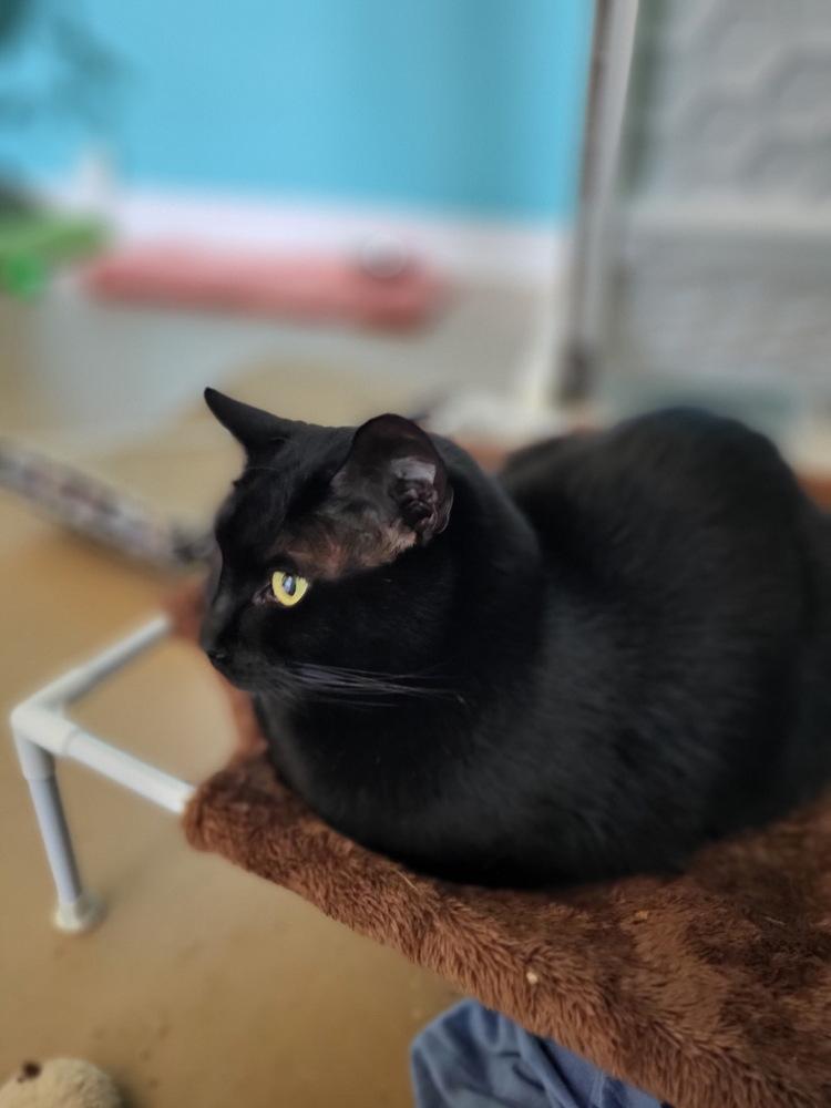 Enlarge George aka Smokey George, a Adoptable mixed breed in Germantown, OH image 1/6