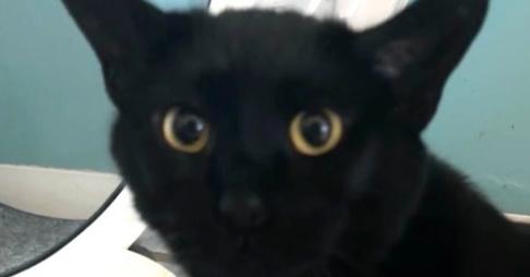 Enlarge George aka Smokey George, a Adoptable mixed breed in Germantown, OH image 2/6