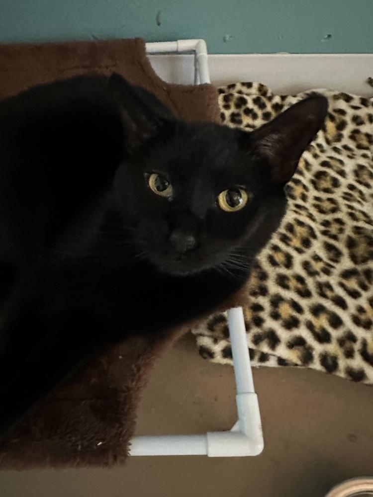 Enlarge George aka Smokey George, a Adoptable mixed breed in Germantown, OH image 4/6