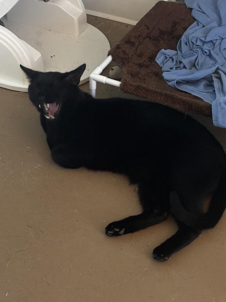 Enlarge George aka Smokey George, a Adoptable mixed breed in Germantown, OH image 5/6