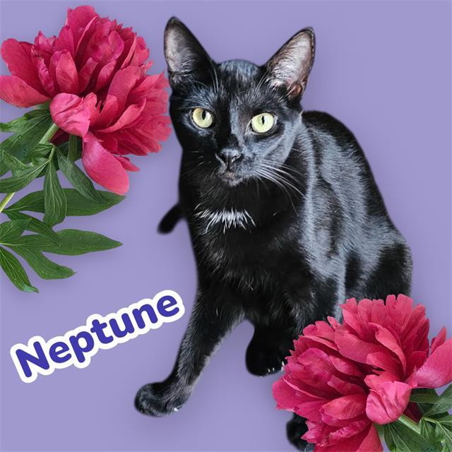 NEPTUNE, Adoptable, Young Male Domestic Short Hair & Domestic Short Hair.