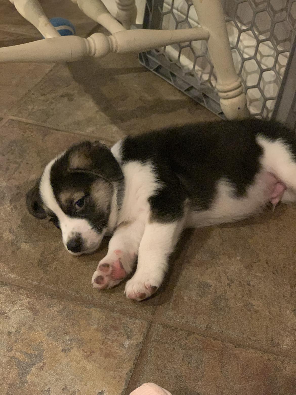 Rocky, Adopted, Puppy Male Australian Shepherd.
