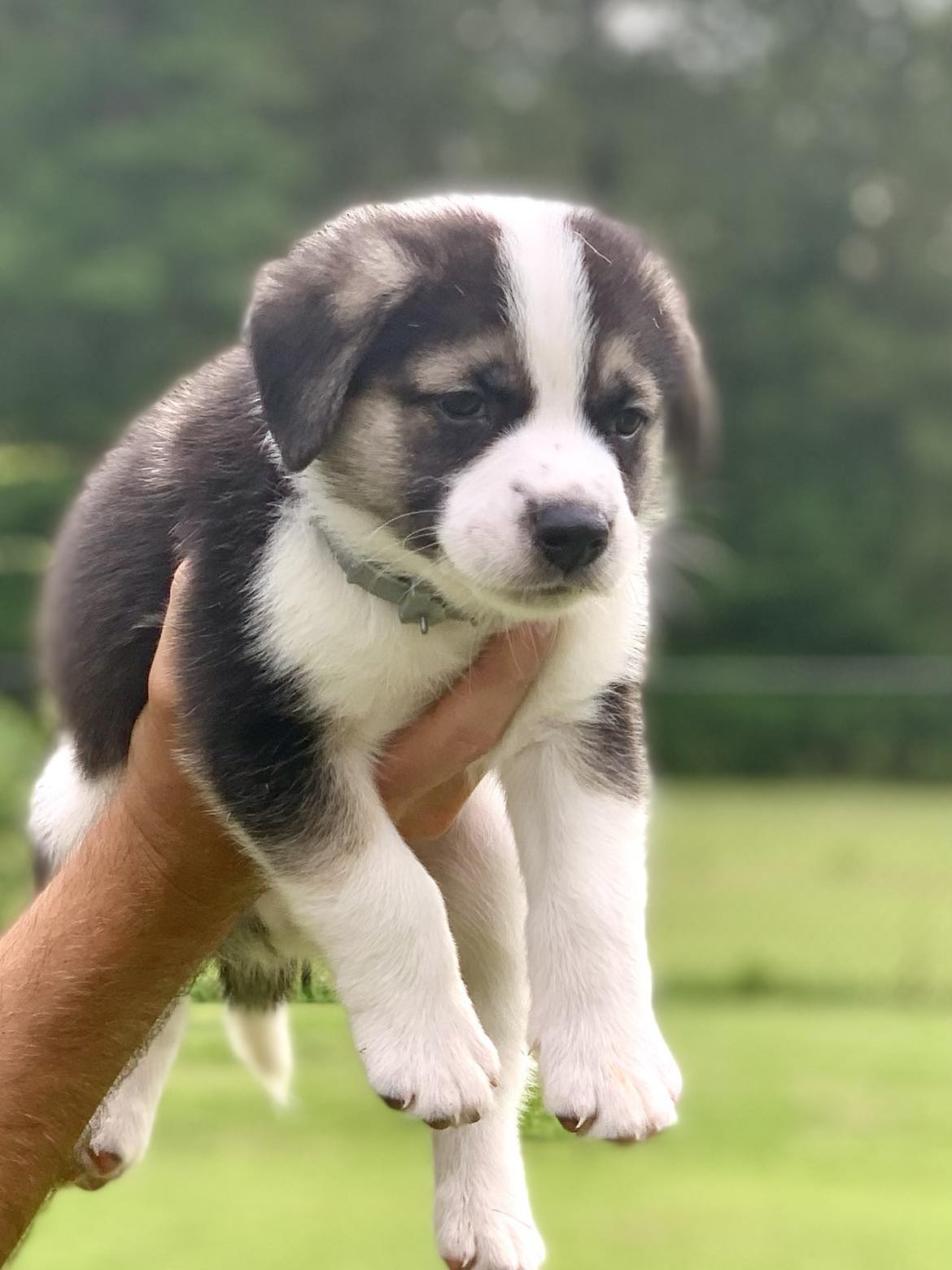 Rocky, Adopted, Puppy Male Australian Shepherd.