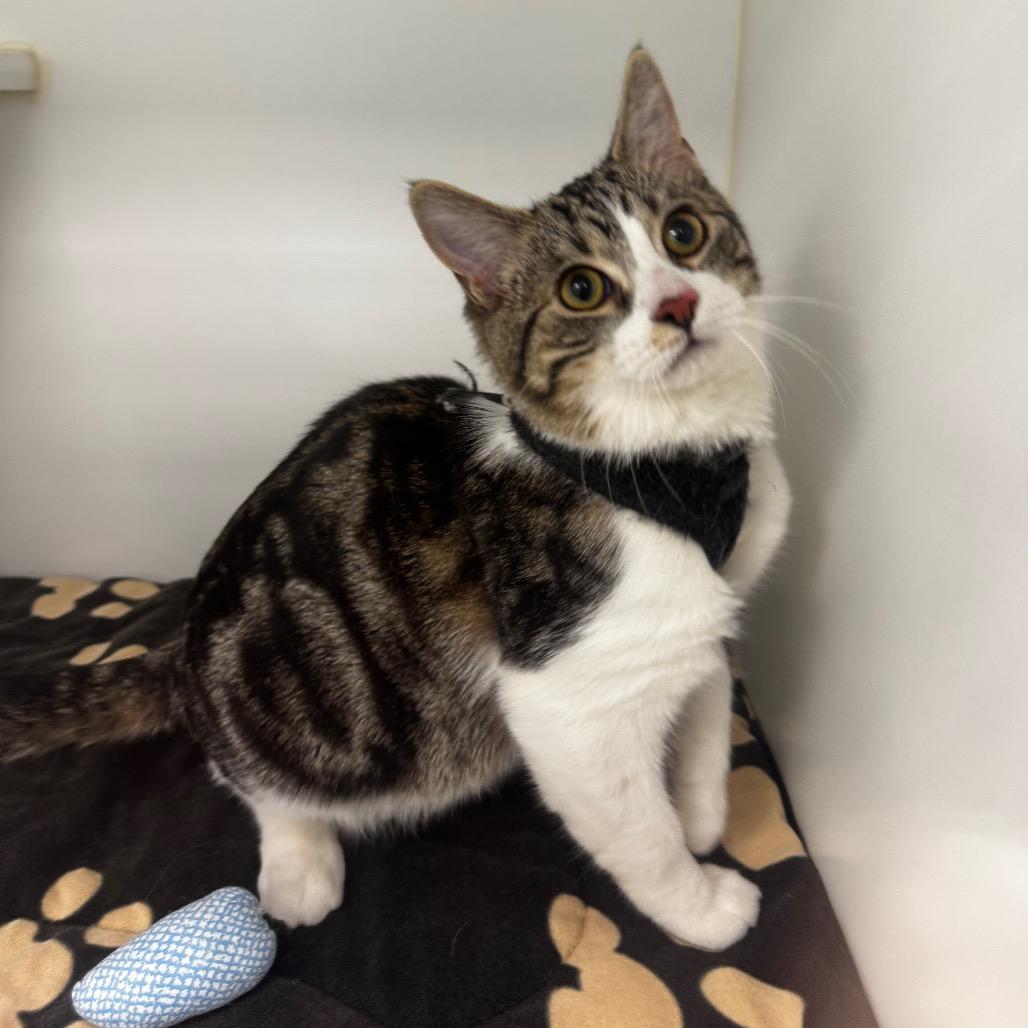 Summit, Adoptable, Young Male Domestic Short Hair.