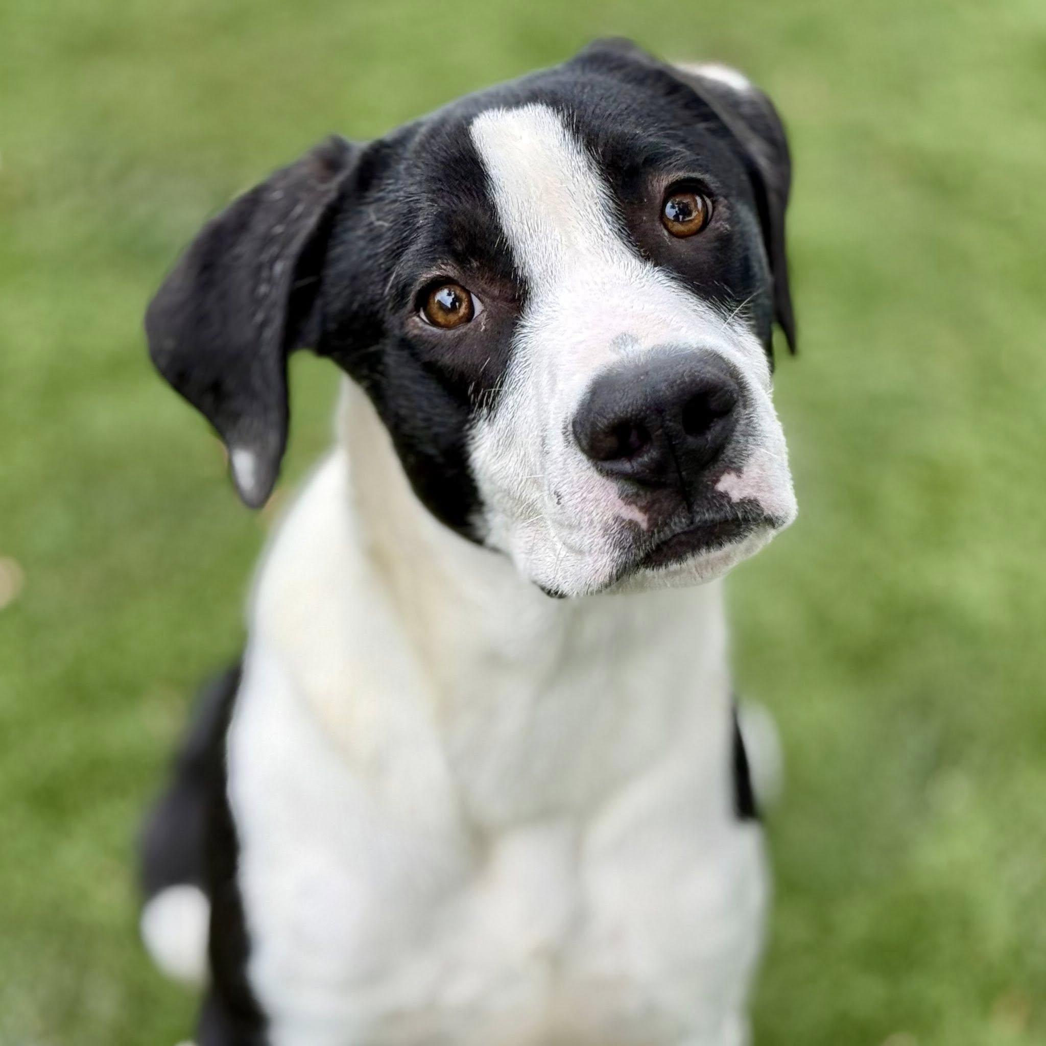 Hudson, Adoptable, Young Male Pointer & Labrador Retriever.