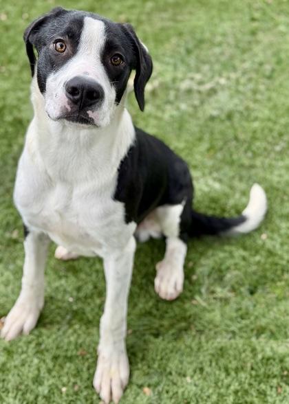 Enlarge Hudson, a Adoptable mixed breed in Red Bluff, CA image 2/3