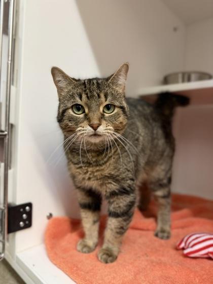 Pepper, Adoptable, Adult Female Domestic Short Hair & Domestic Short Hair.