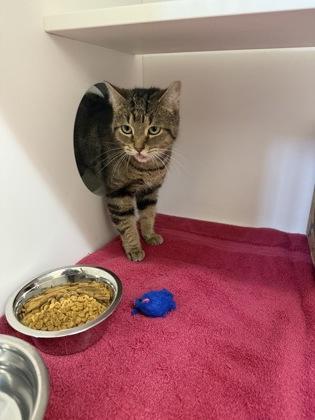 Pepper, Adoptable, Adult Female Domestic Short Hair & Domestic Short Hair.