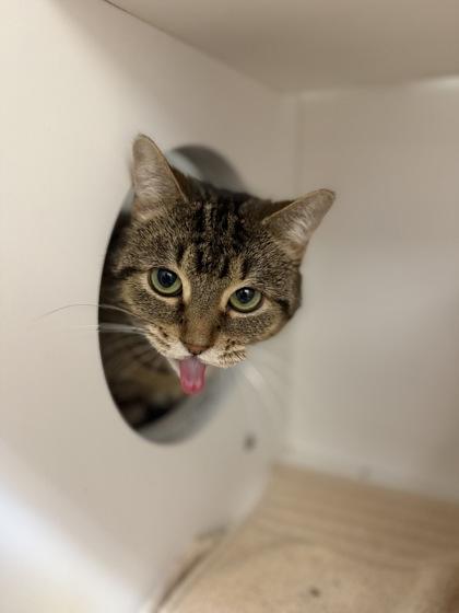 Pepper, a Adoptable Domestic Short Hair in Harbor Springs, MI image 3/3