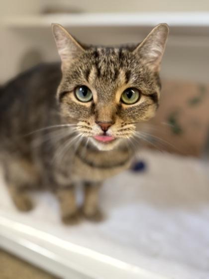 Enlarge Pepper, a Adoptable Domestic Short Hair in Harbor Springs, MI image 2/3