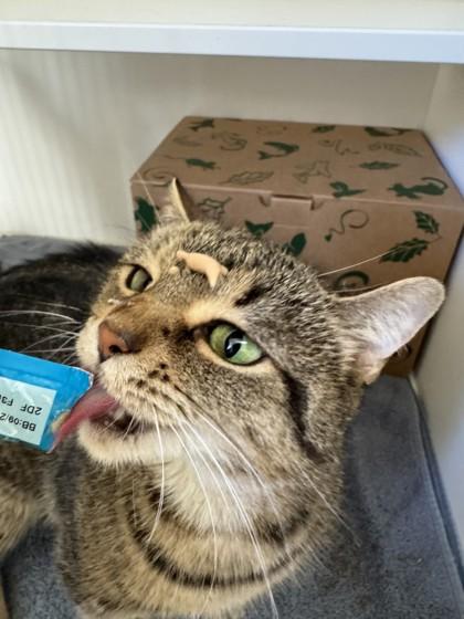 Enlarge Pepper, a Adoptable Domestic Short Hair in Harbor Springs, MI image 3/3