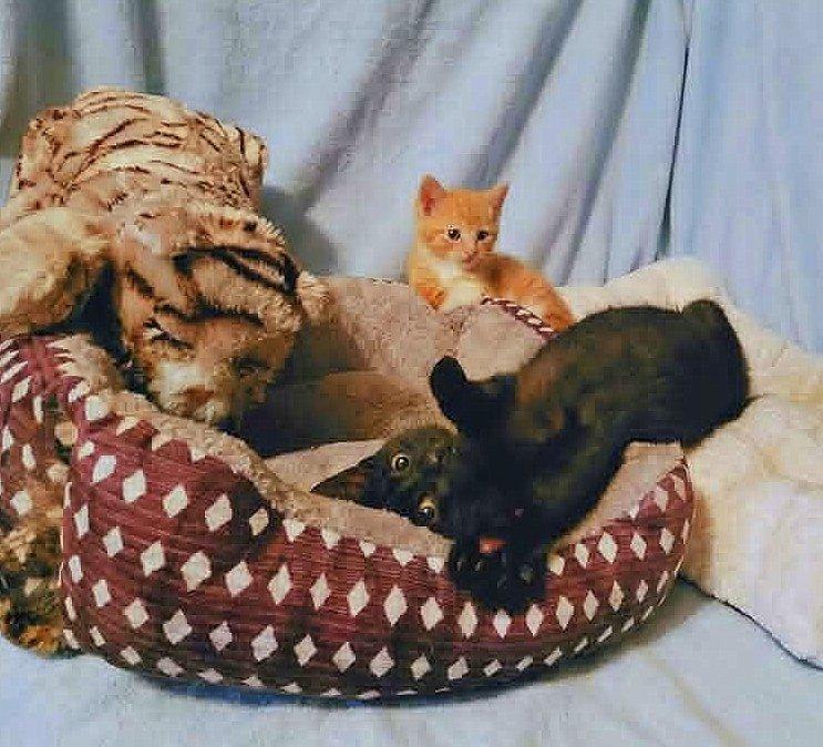 JuneBug *kitten*, a Adoptable Domestic Short Hair in Culpeper, VA image 2/4