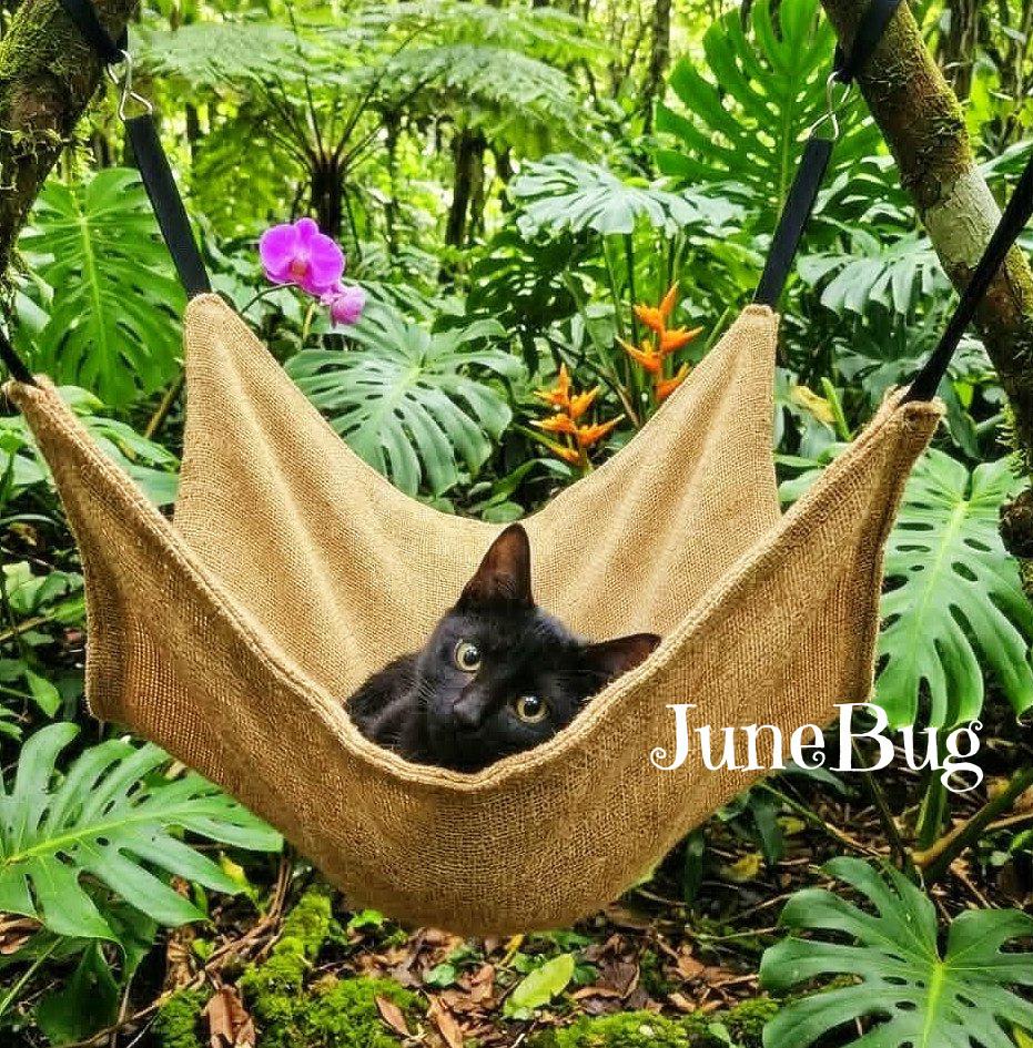 JuneBug *kitten*, a Adoptable Domestic Short Hair in Culpeper, VA image 3/4