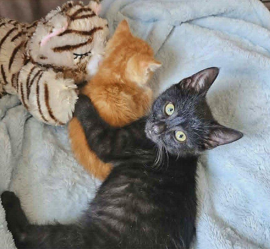 JuneBug *kitten*, a Adoptable Domestic Short Hair in Culpeper, VA image 4/4