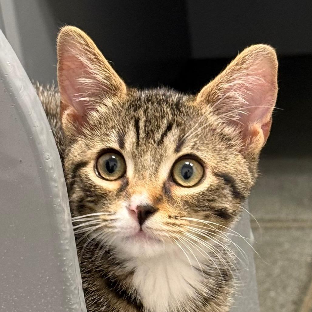 Enlarge Fawn, a Adoptable Domestic Short Hair in Pleasanton, CA image 2/5