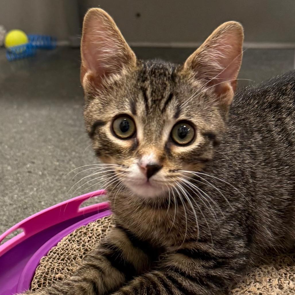 Enlarge Fawn, a Adoptable Domestic Short Hair in Pleasanton, CA image 3/5