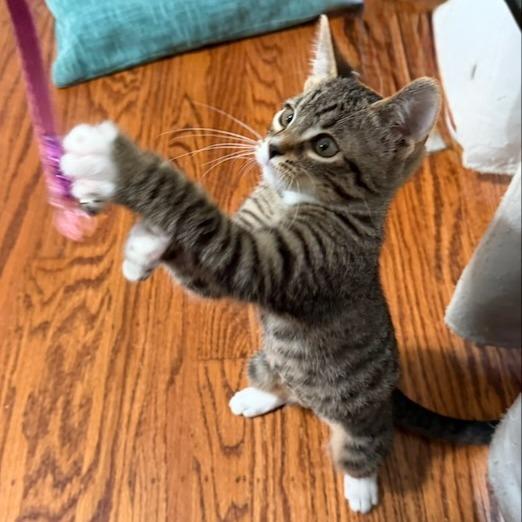 Enlarge Fawn, a Adoptable Domestic Short Hair in Pleasanton, CA image 4/5