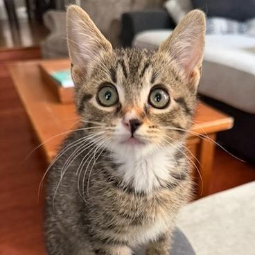 Enlarge Fawn, a Adoptable Domestic Short Hair in Pleasanton, CA image 5/5