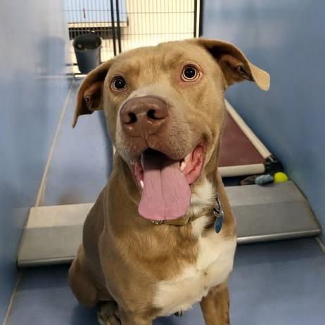 Enlarge Scot, a Adoptable mixed breed in Norfolk, NE image 1/4