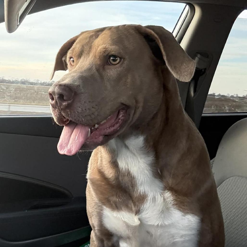 Enlarge Scot, a Adoptable mixed breed in Norfolk, NE image 2/4