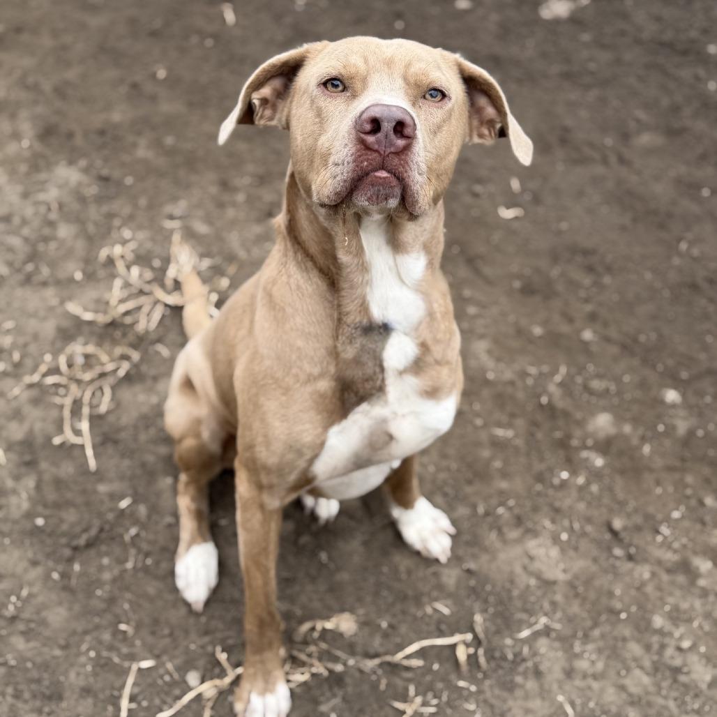 Enlarge Scot, a Adoptable mixed breed in Norfolk, NE image 4/4