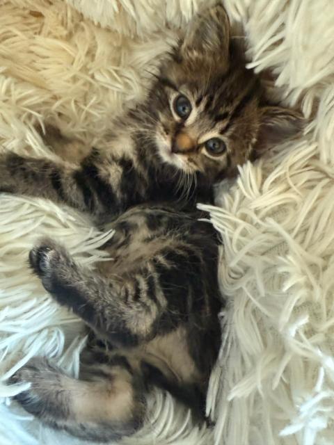 Lizzy , ADOPTABLE, Kitten Female Domestic Medium Hair.