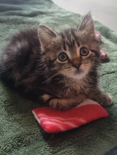 Enlarge Lizzy , a ADOPTABLE Domestic Medium Hair in Chilliwack, BC image 2/2