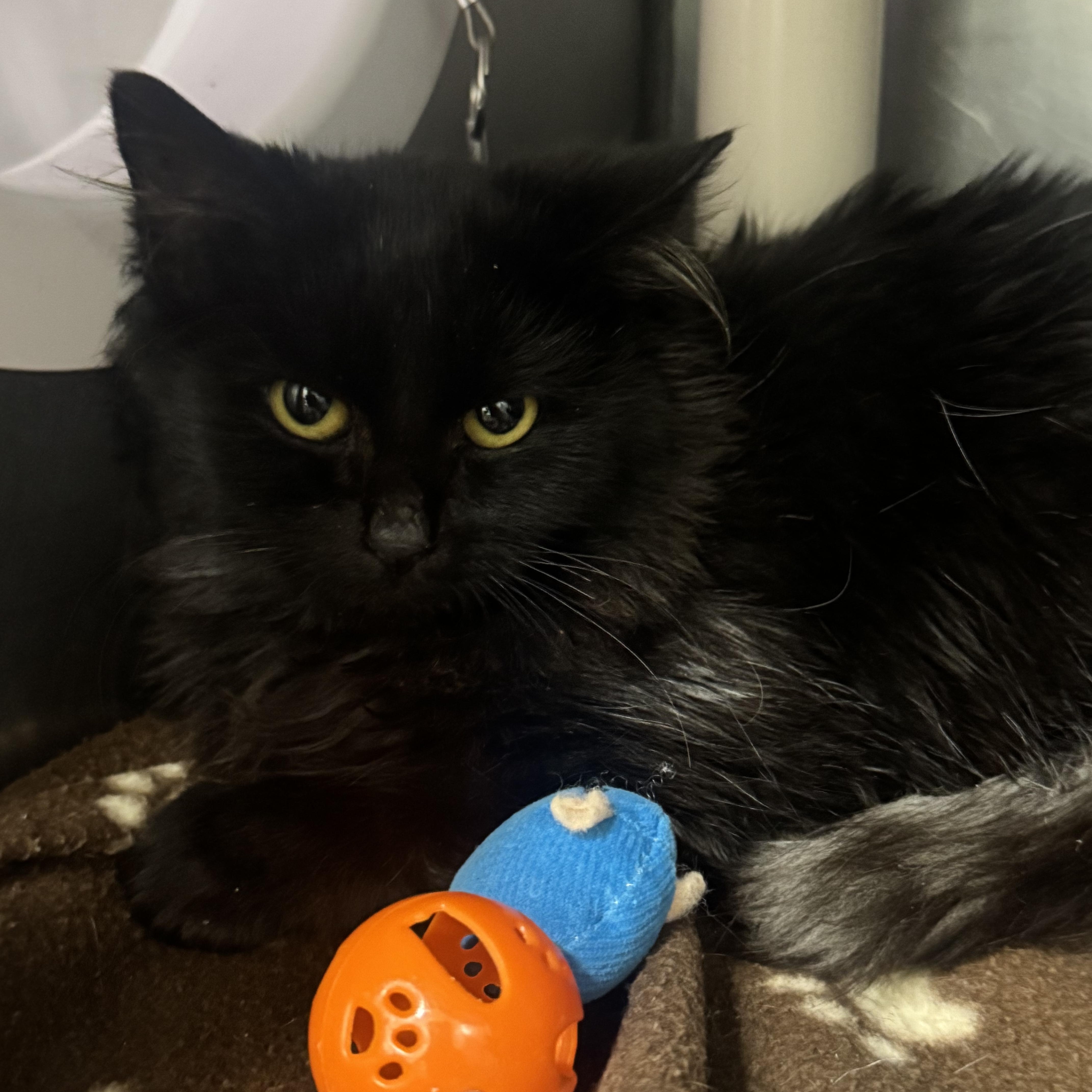 Hector, Adoptable, Young Male Domestic Long Hair.