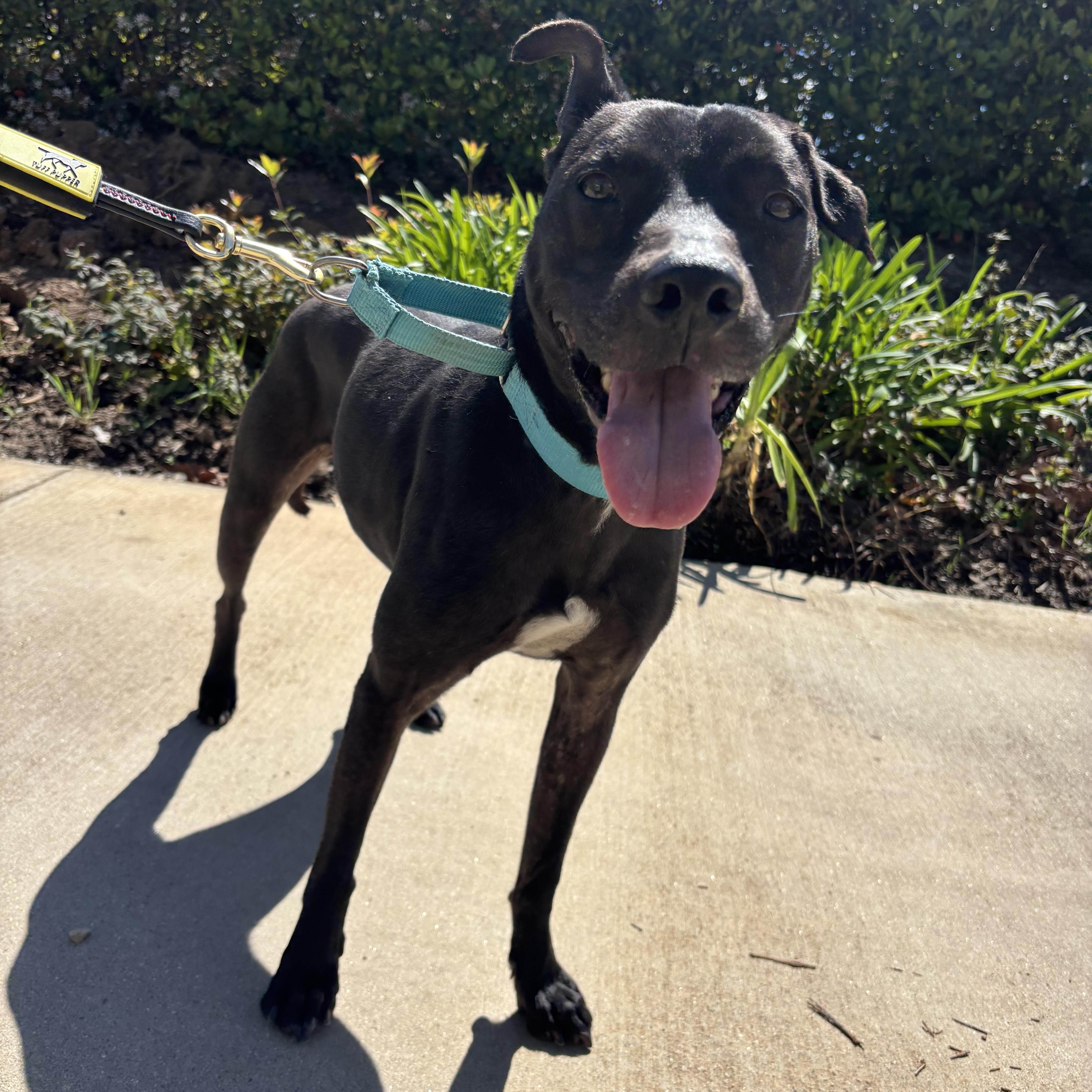Enlarge Kobe, a Adoptable Pit Bull Terrier in Rancho Santa Margarita, CA image 3/5