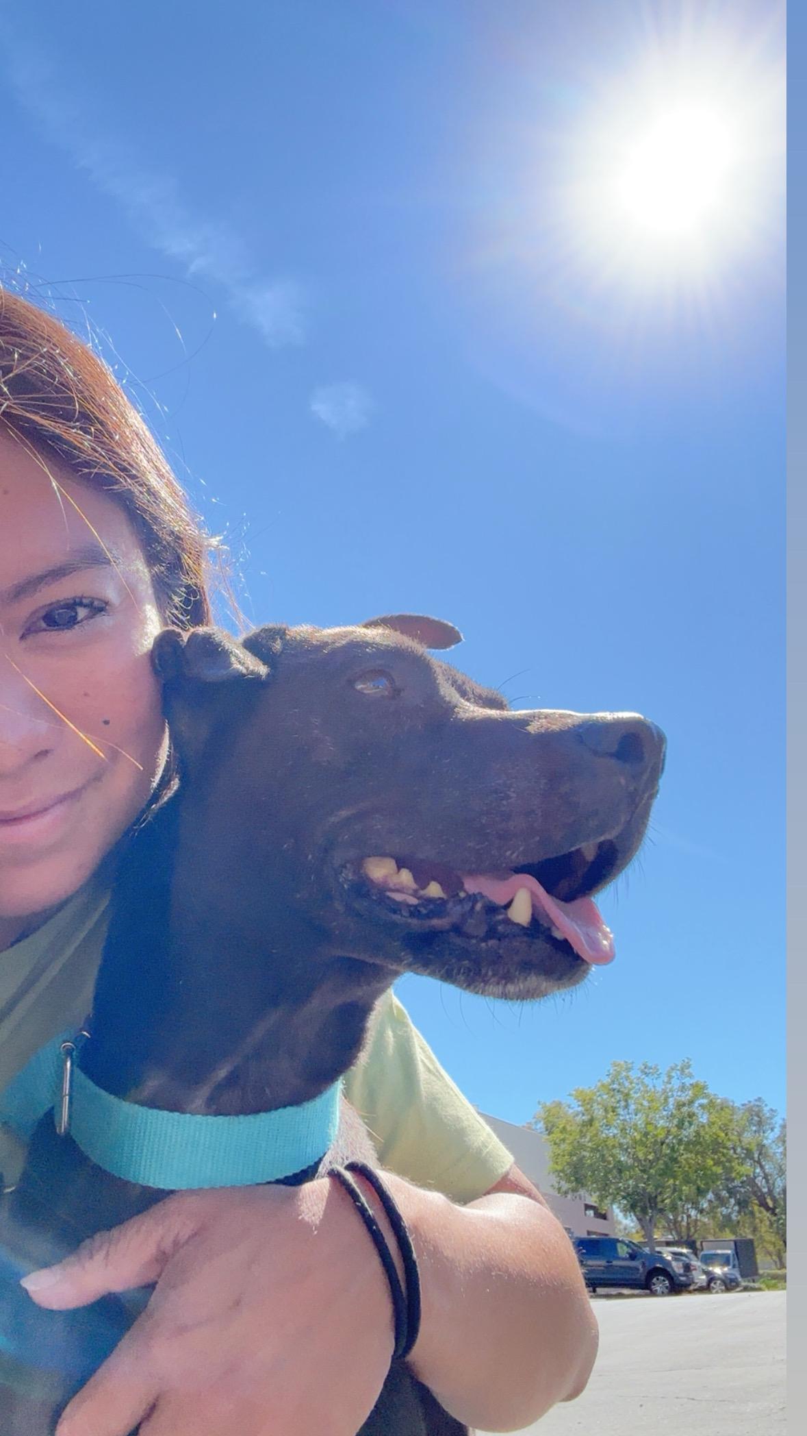 Enlarge Kobe, a Adoptable Pit Bull Terrier in Rancho Santa Margarita, CA image 5/5