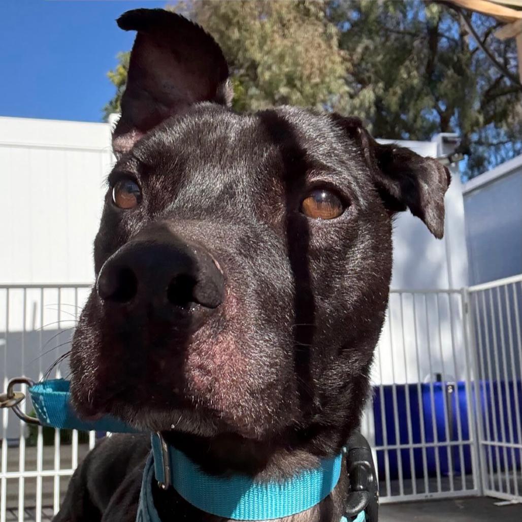 Kobe, Adoptable, Adult Male Pit Bull Terrier.