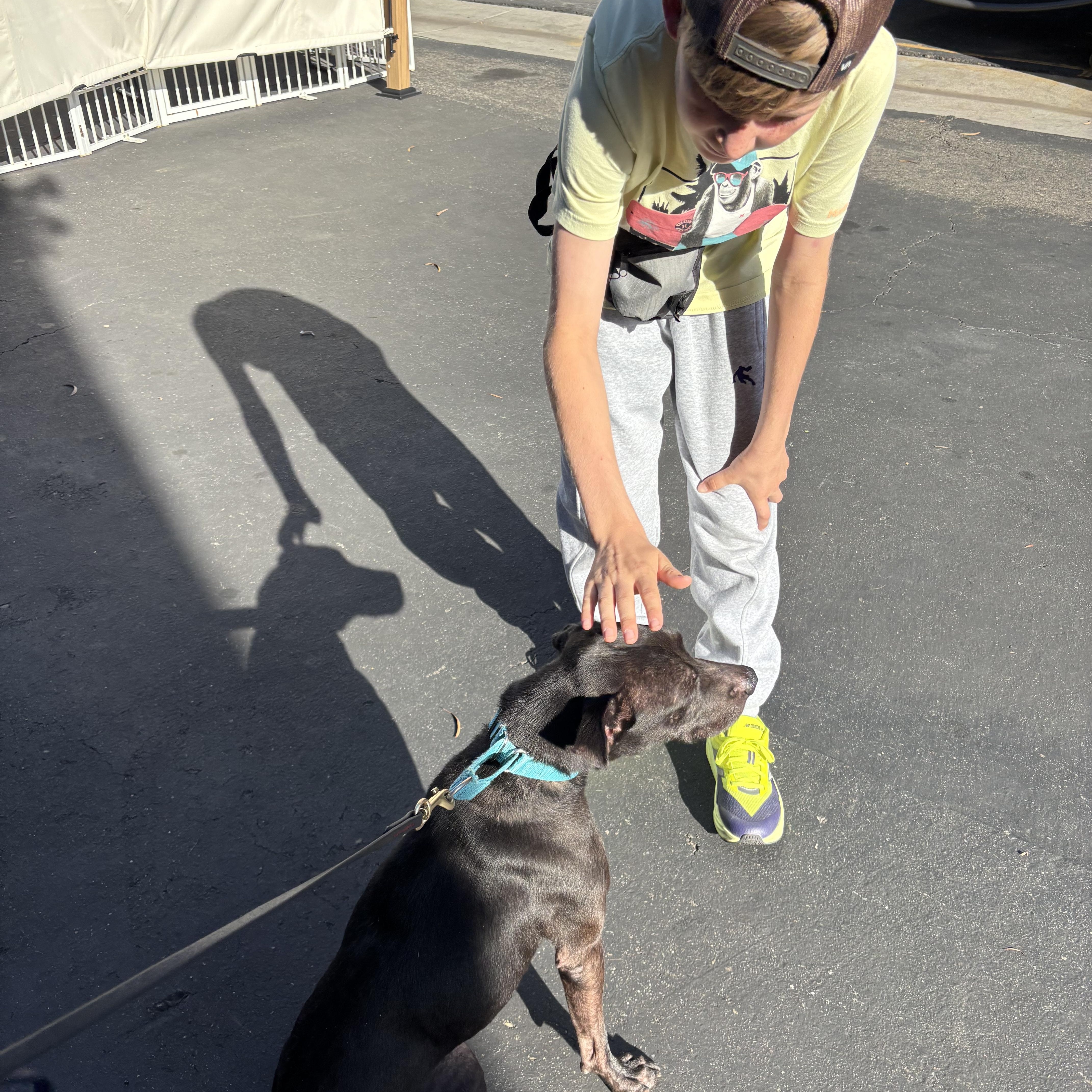 Enlarge Kobe, a Adoptable Pit Bull Terrier in Rancho Santa Margarita, CA image 4/5