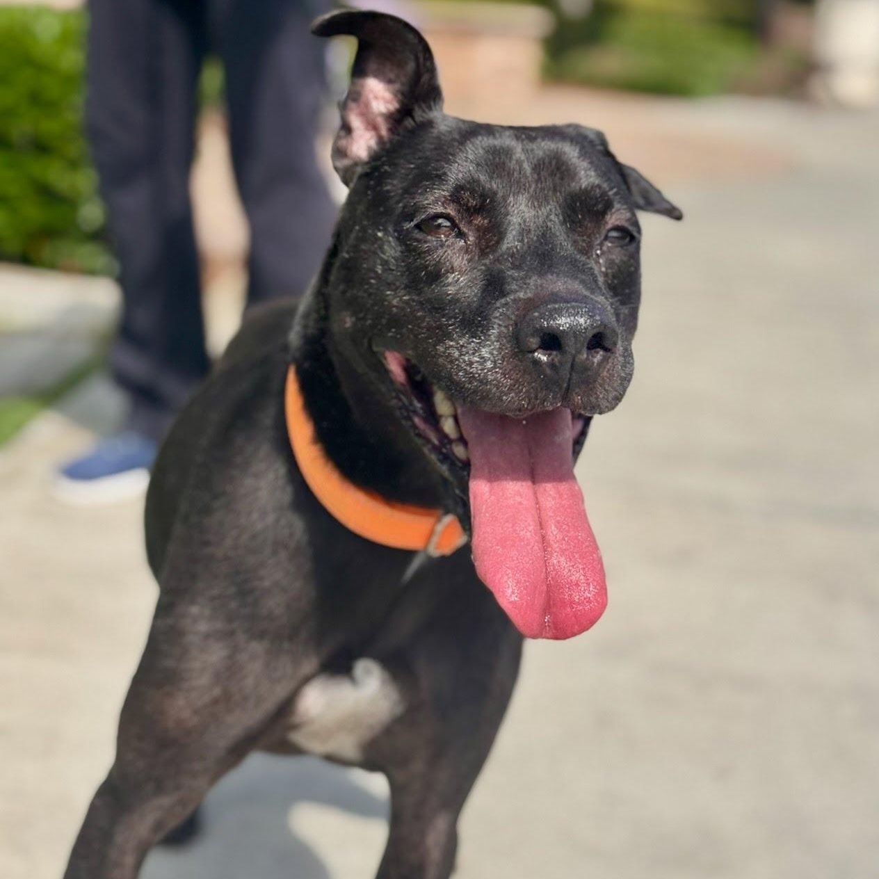 Kobe, a Adoptable Pit Bull Terrier in Rancho Santa Margarita, CA image 1/6