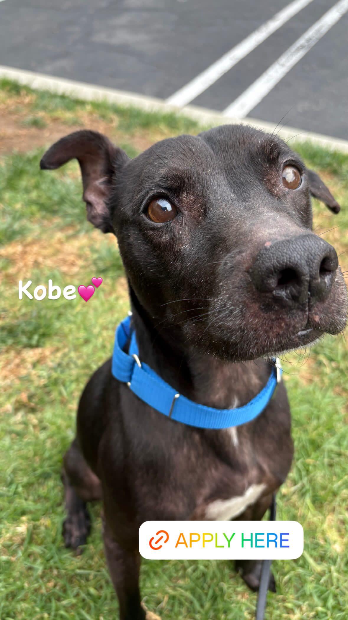 Enlarge Kobe, a Adoptable Pit Bull Terrier in Rancho Santa Margarita, CA image 1/5