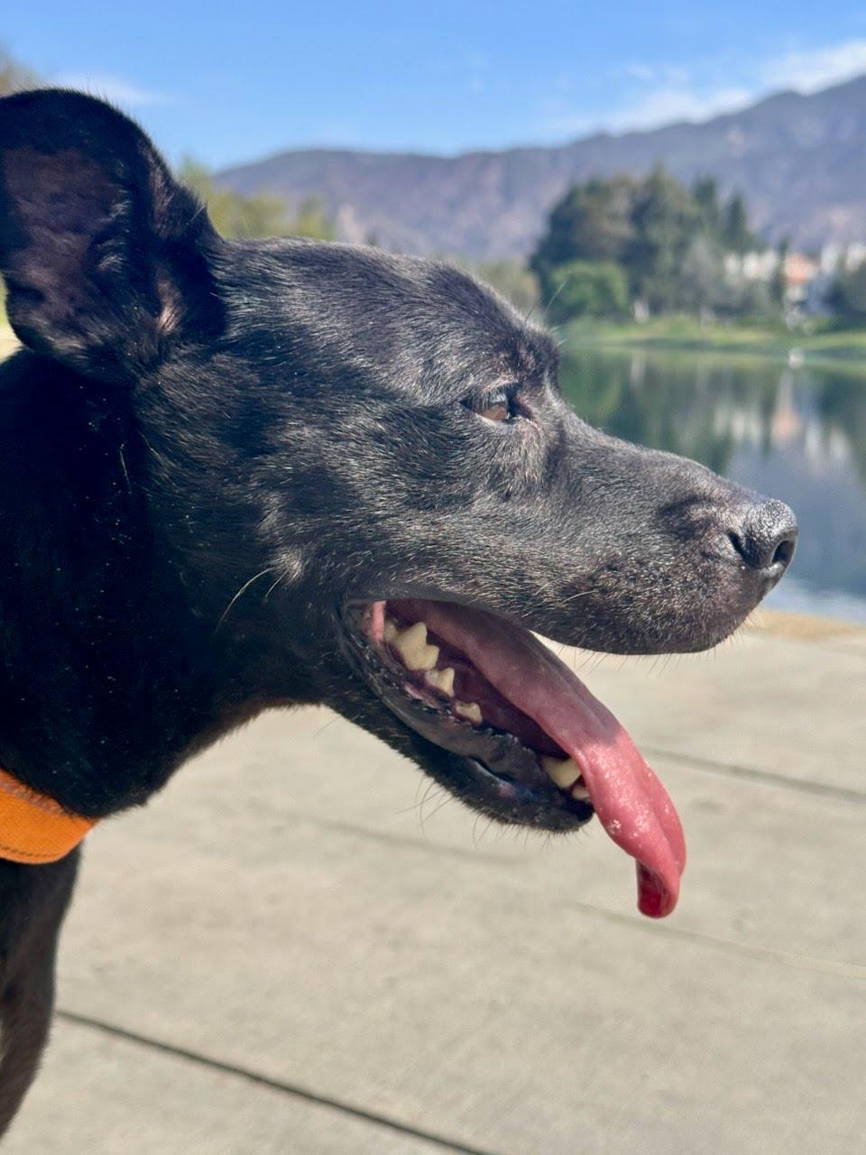 Kobe, a Adoptable Pit Bull Terrier in Rancho Santa Margarita, CA image 5/6