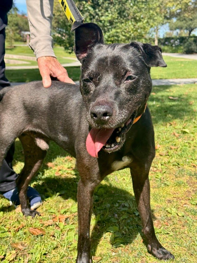 Kobe, a Adoptable Pit Bull Terrier in Rancho Santa Margarita, CA image 6/6