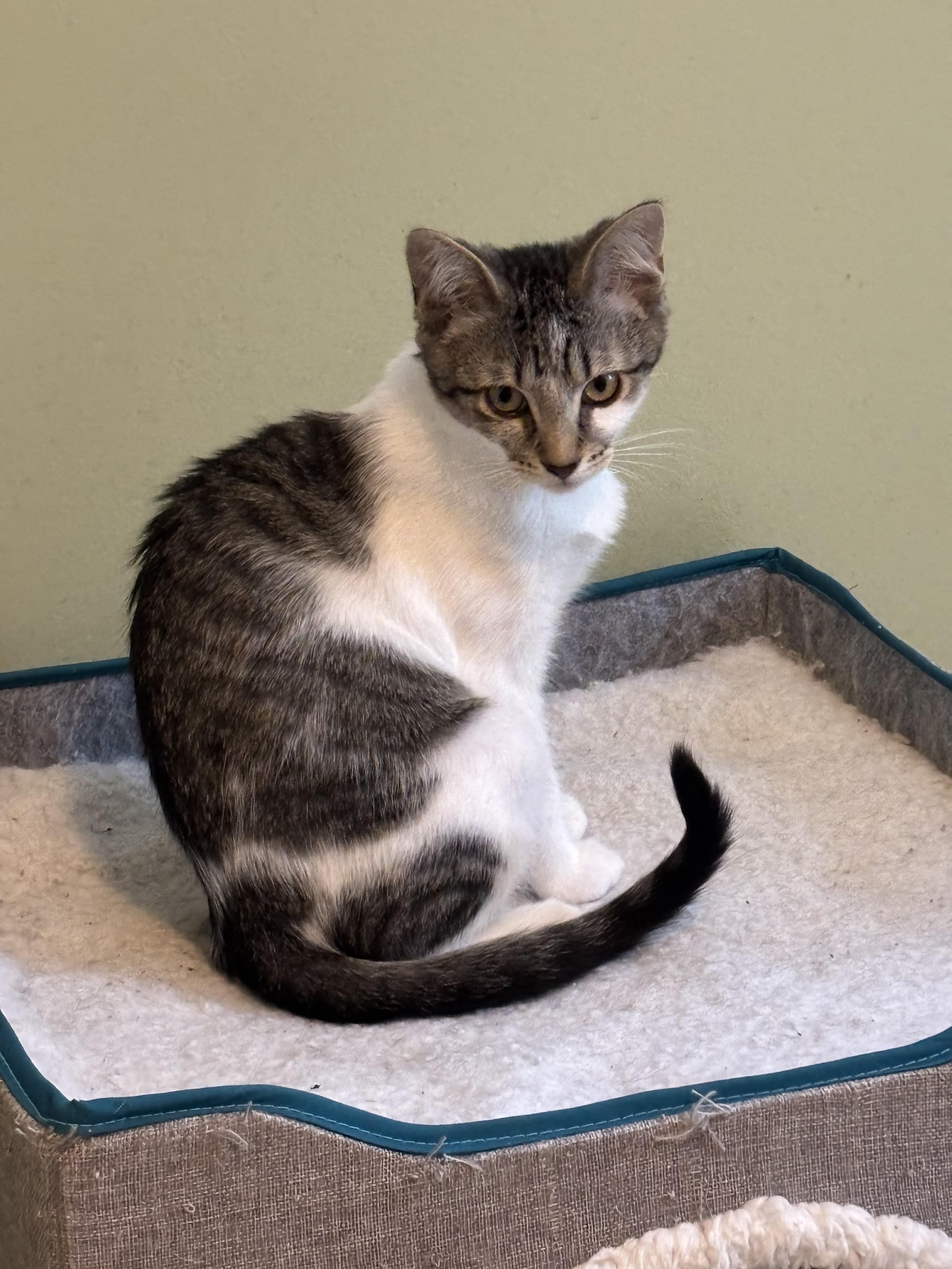 Enlarge Eenie, an adopted Domestic Short Hair in Elverson, PA image 1/1