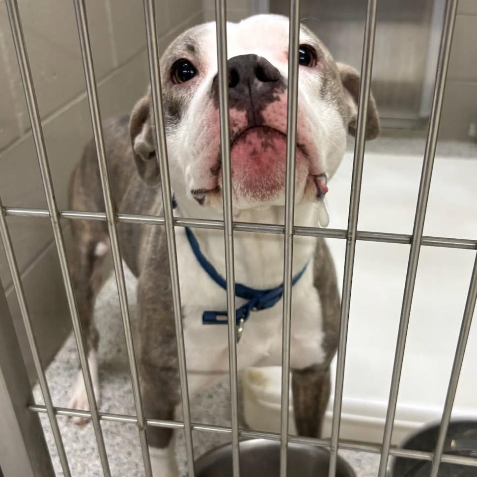 Bunny, Adoptable, Adult Female Pit Bull Terrier & Mixed Breed.