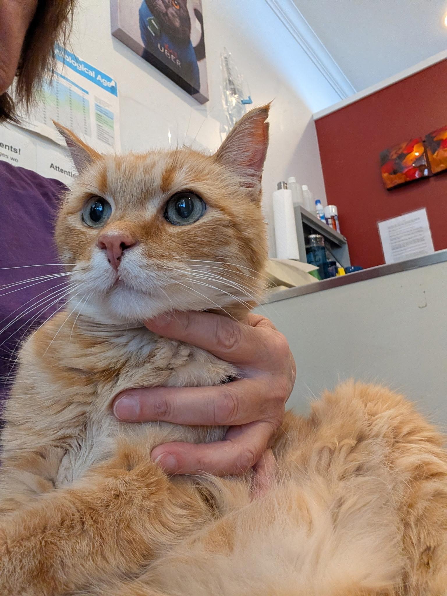 Beltran, Adopted, Senior Male American Shorthair.